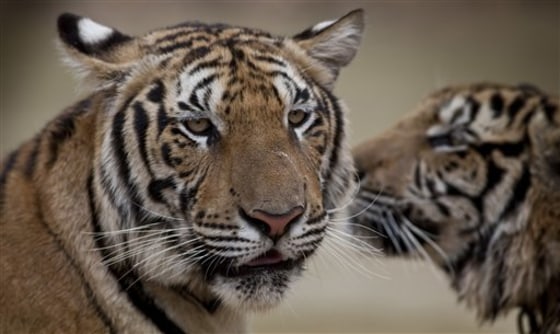 Two adult male tigers at Wat Pa Luangta Bua Yannasampanno Forest Monastery in Kanchanaburi, Thailand. 